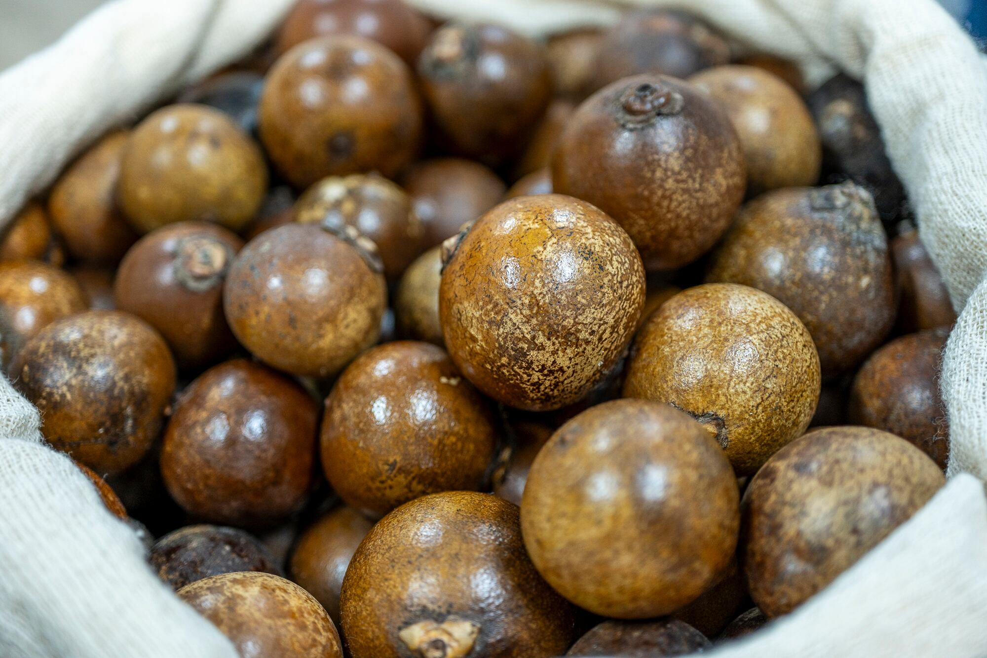 Frutos de macaúba colhidos no campo