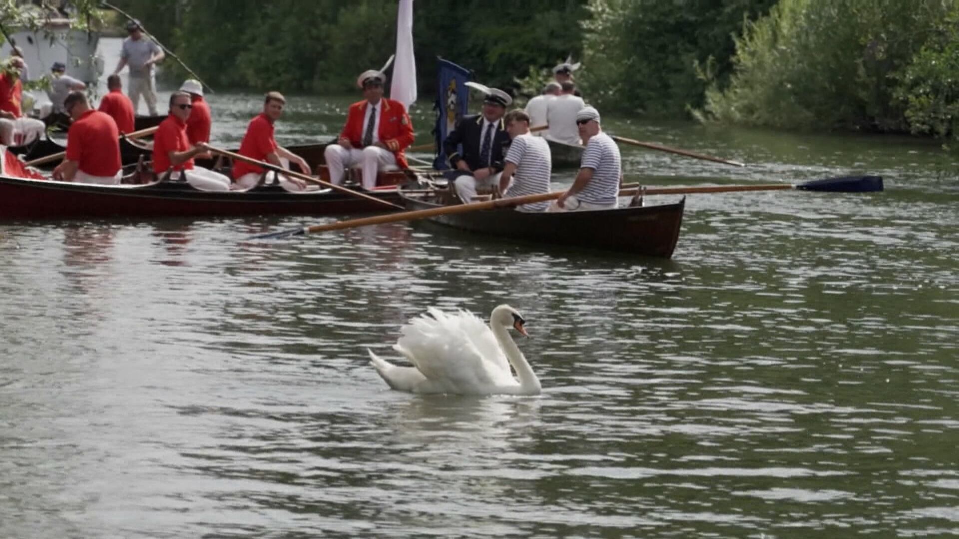 ‘Censo dos cisnes’: conheça a tradição de 800 anos da realeza britânica para a preservação das aves