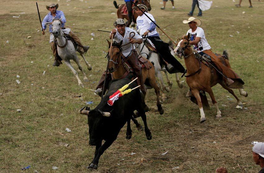

A origem das “corralejas” é incerta mas, segundo
historiadores, teria se iniciado após a independência da Colômbia, com o
surgimento de várias fazendas de gado no norte do país

As “corralejas” são muito tradicionais na Colômbia, principalmente
a de Sincelejo, que em 2009 se tornou Patrimônio Cultural e Imaterial da nação.

 



Grupos de defesa dos animais, no entanto, defendem o fim das
“corralejas”, das touradas tradicionais e das rinhas de galo

