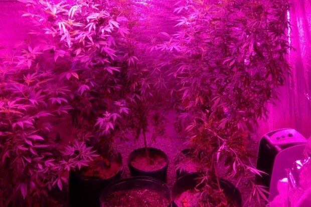 Polícia encontrou estufa dentro da casa