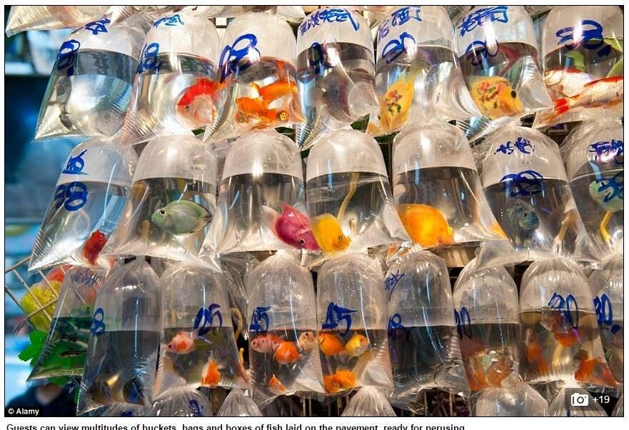 Muitos dos donos das lojas da reunião atuam também em competições regionais e até internacionais de aquarismo, que consiste em compor aquários de acordo com cada espécie e/ou tipo de peixe 