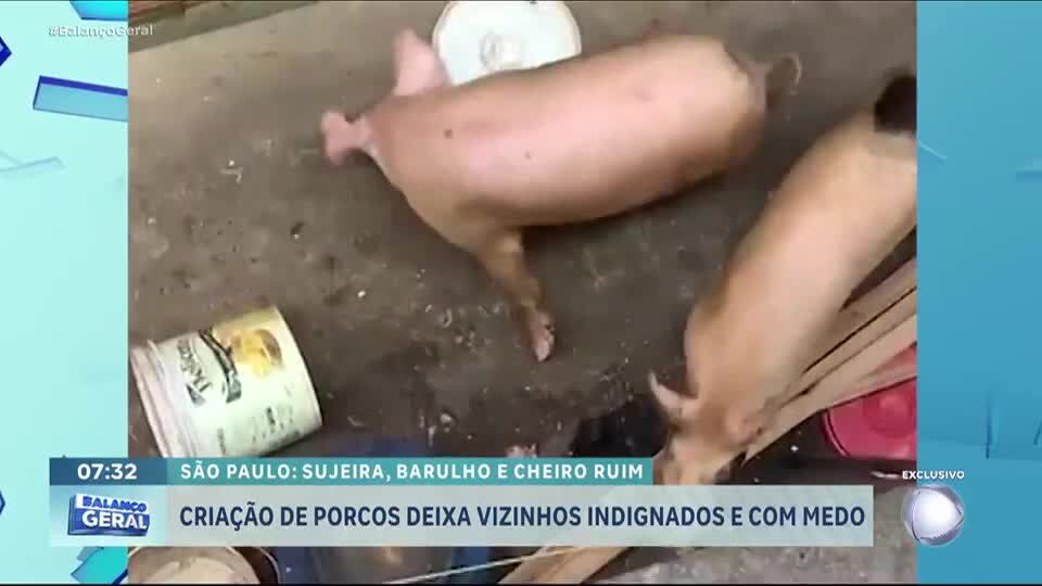 Vizinhos organizam abaixo-assinado contra morador que cria porcos no quintal de casa em São Paulo