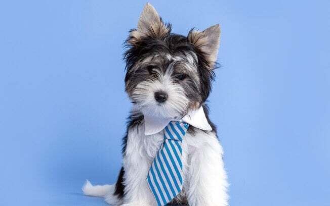 Filhote de cachorro pode comer frutas e legumes?