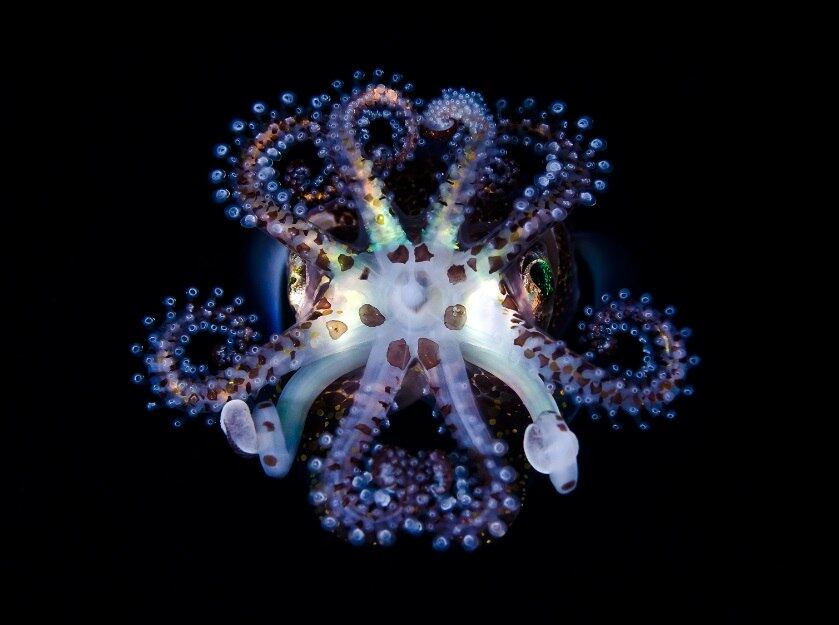 Photoshop nos animais aquáticos, trato nos animais, photoshop, tecnologia, ciência, arte