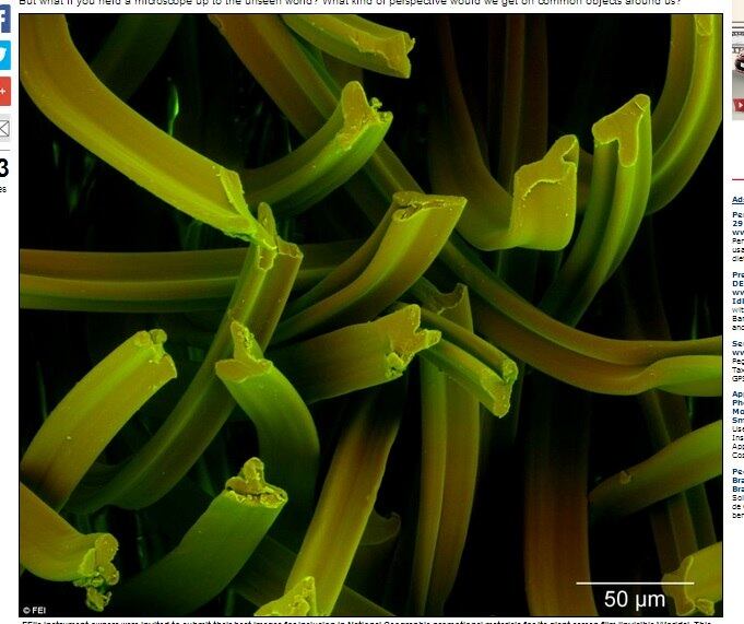 ciência micro, tecnologia, microscópico, fotografias, plantas, cigarros