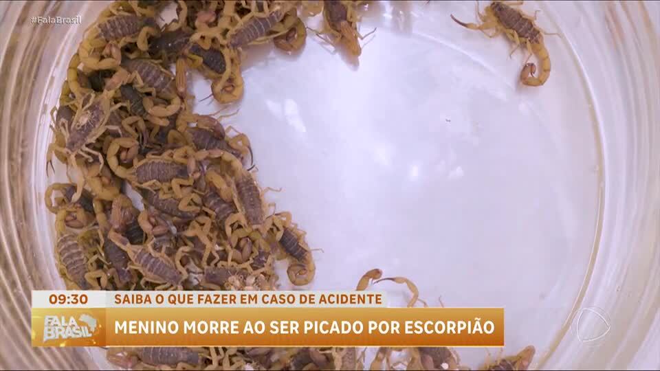 Veja o que fazer para prevenir o aparecimento de escorpiões
