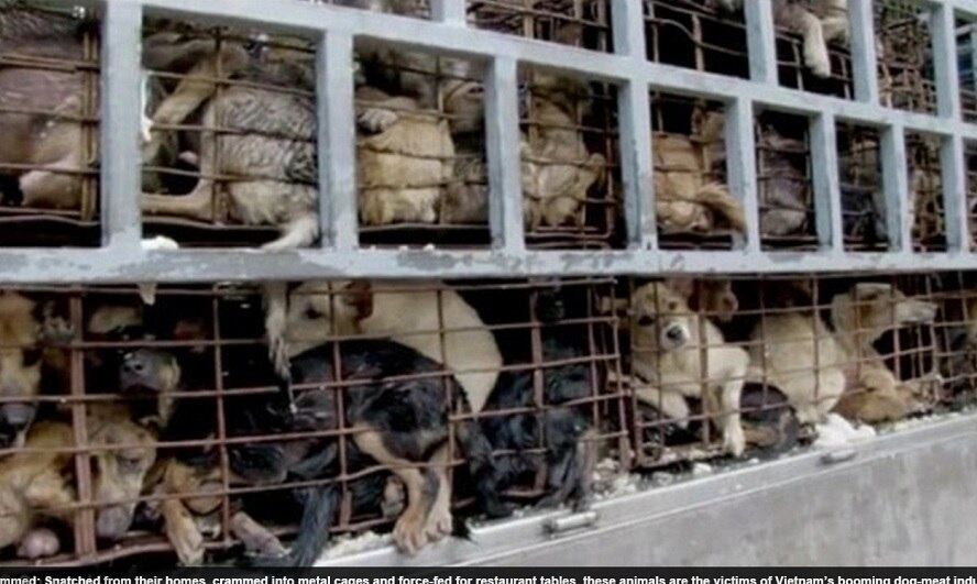 Cerca de 2.000 cães passam dias enjaulados, e pelo menos 200 dividem uma pequena gaiola. 

Depois de colocados em gaiolas, os animais são deixados em buracos profundos antes de serem abatidos e vendidos para restaurantes locais