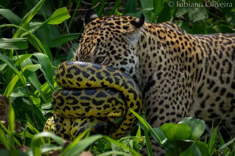 Sucuri se enrosca no focinho de onça no Pantanal