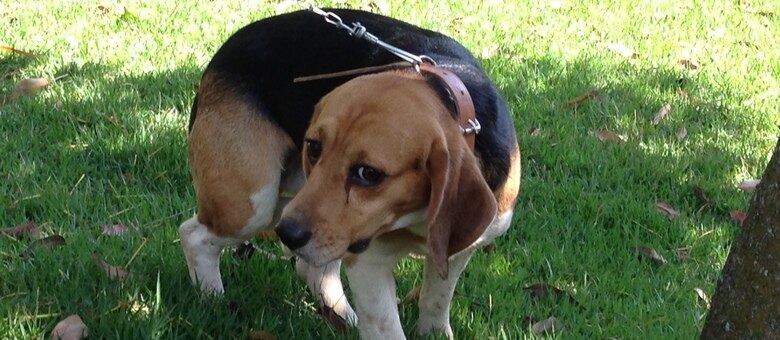 Quatro dos 178 beagles retirados de instituto por ativistas e moradores da região de São Roque já foram encontrados