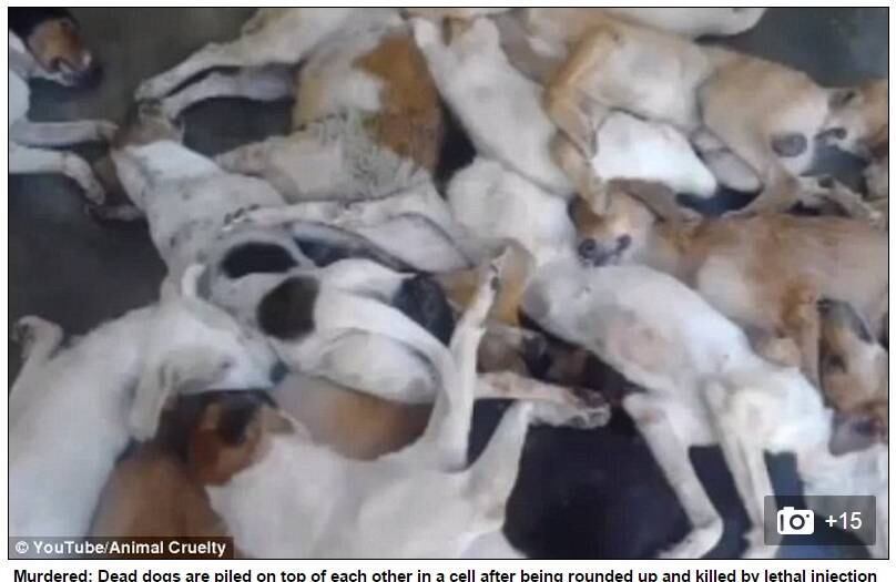 Águas cristalinas e praias limpas repletas de areia branca são
uma visão comum nas Ilhas Maurício, destino tropical de luxo no Oceano Índico. Mas,
de acordo com ativistas, essa paisagem vem com um preço alto. O país tem uma
política de “capturar e matar” cães de rua abandonados