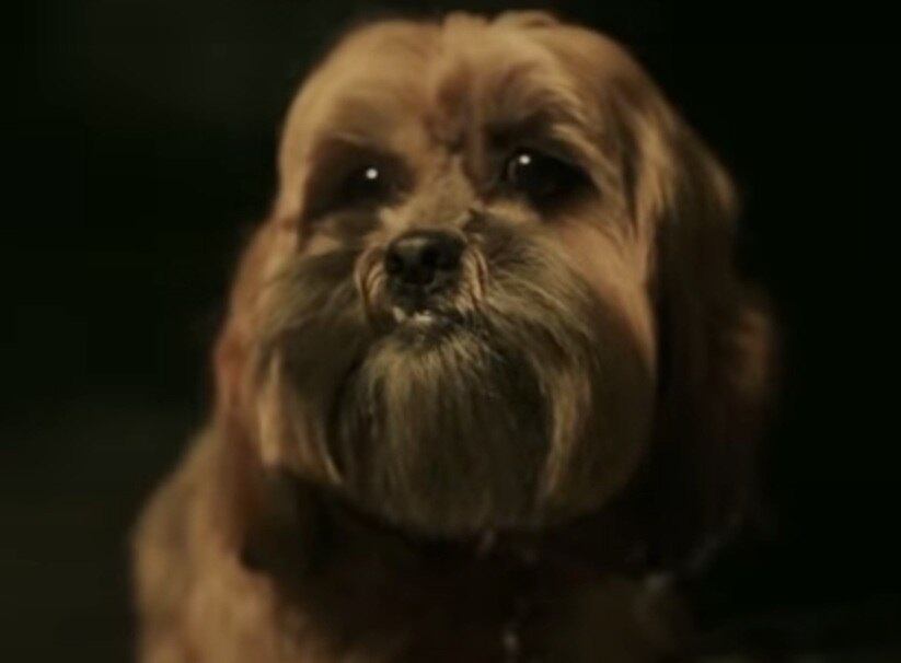 2. Lhasa Apso - Longevidade: 18 anos (máximo)