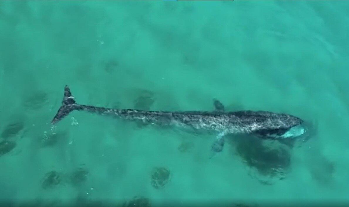 Depois de meses se alimentando na Península Antártida e no Estreito de Magalhães milhares de baleias migram para águas quentes dos trópicos