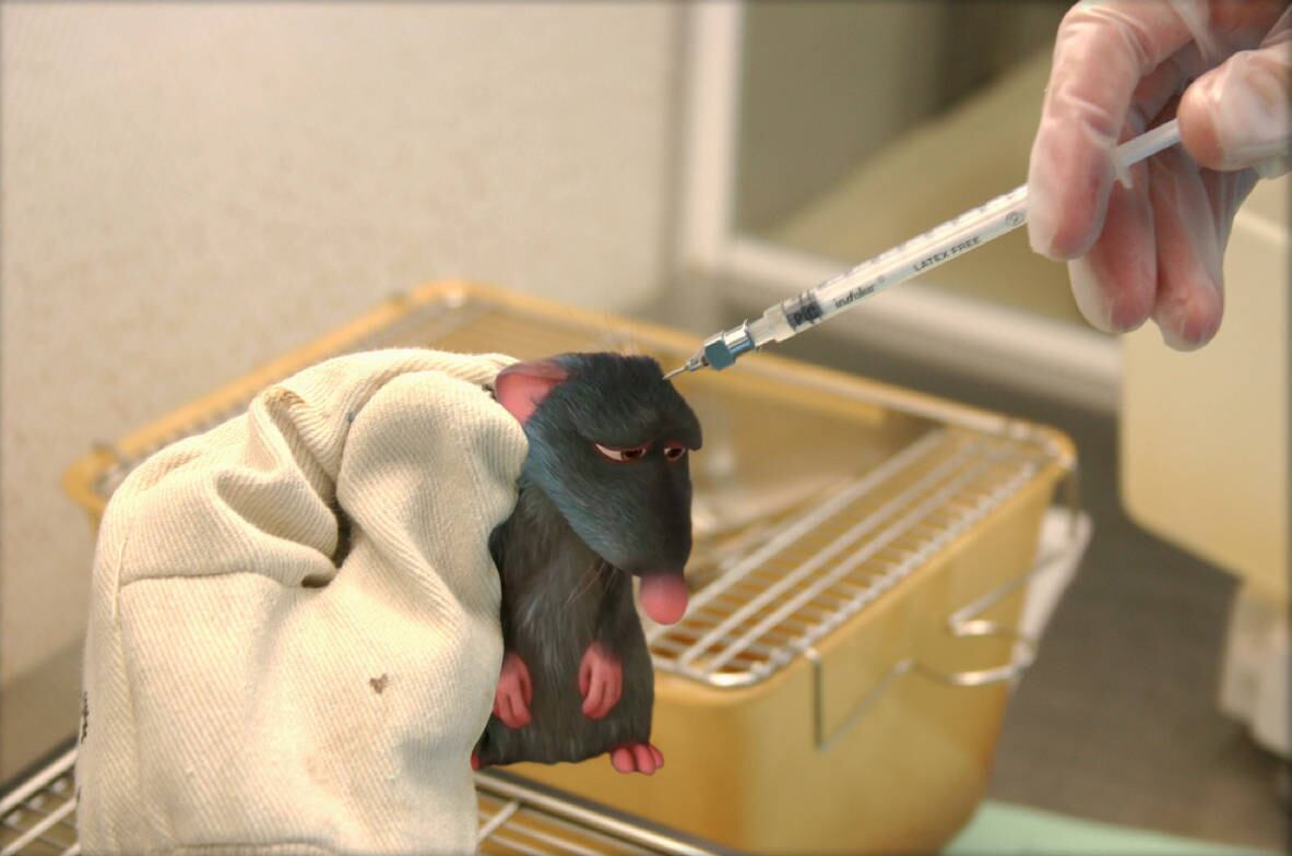 Os ratinhos de Ratatouille estariam em um laboratório, sendo usados como cobaias