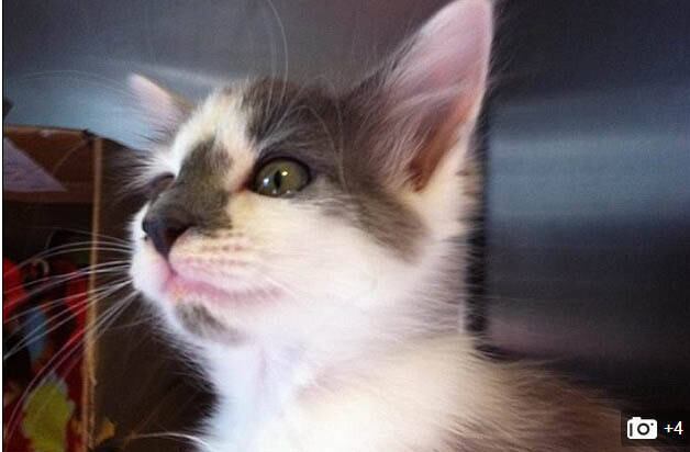 

Felizmente, o animal sobreviveu aos maus-tratos e também foi
adotado por uma ONG, que deu ao gatinho o nome de “Milagre”