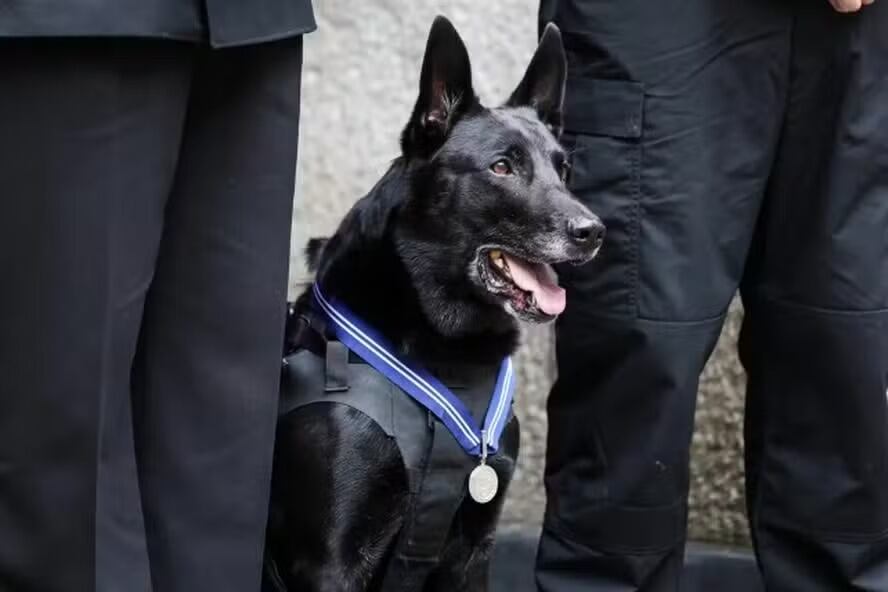 Hurricane, o cão mais condecorado dos EUA, morre aos 16 anos