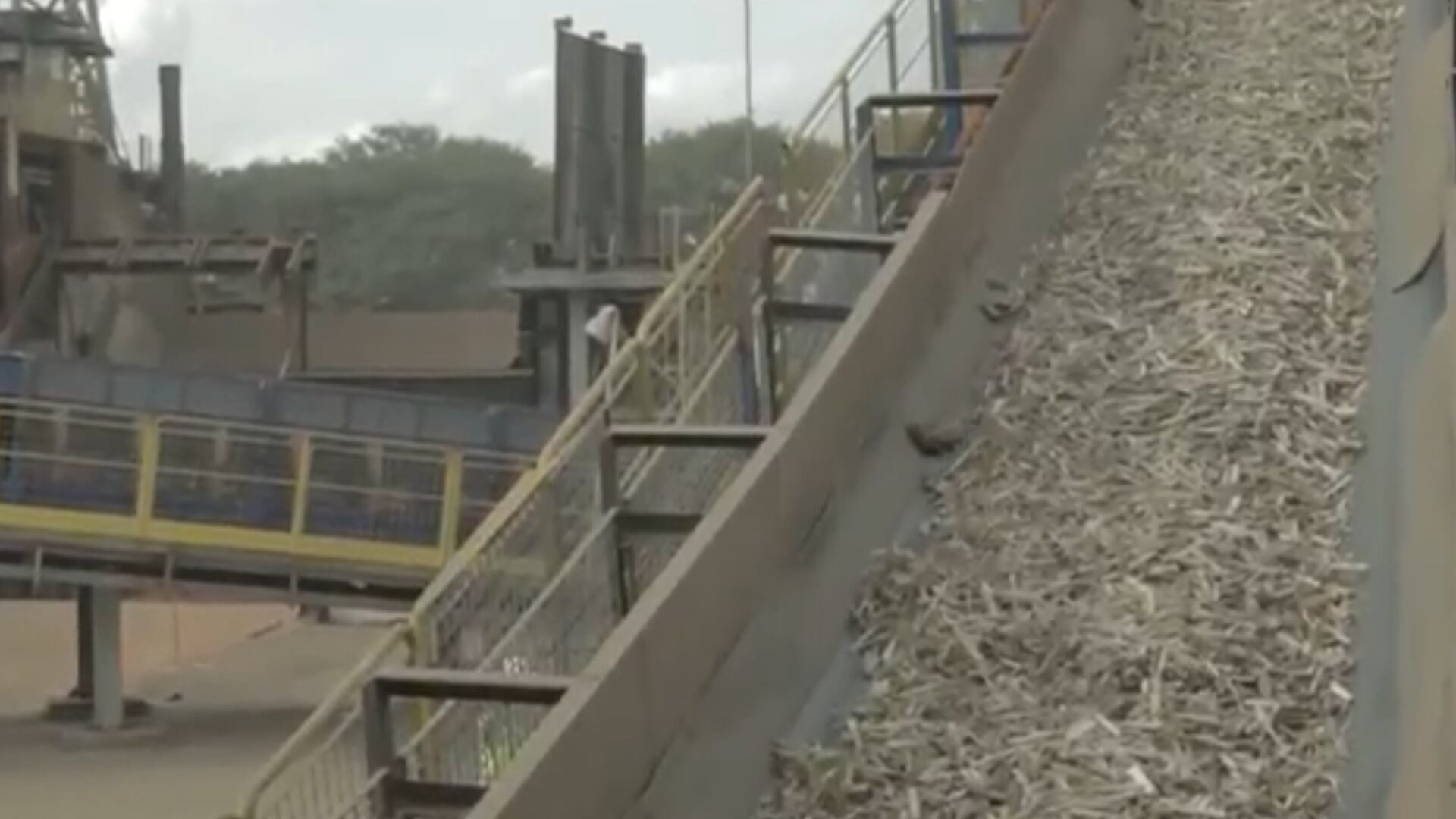 Moagem de cana e produção de açúcar recuam no Centro-Sul na segunda quinzena de junho