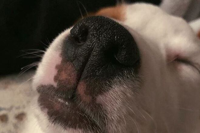 'Aconteceu. Eu não pretendia adotar um cachorro em outro país, aliás, deu uma trabalheira enorme trazer ela, tirar toda a documentação e por aí vai. E eu espero que aconteça mais vezes. Em qualquer lugar do mundo'