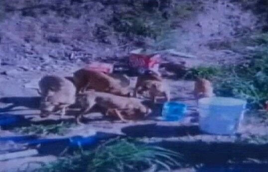 A suspeita é que seis dos 15 filhotes morreram no local