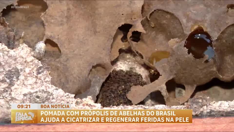 Boa Notícia: Pesquisadores descobrem propriedades medicinais em própolis amazônica