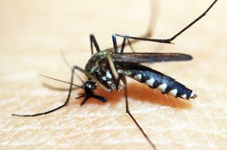 Último ciclo da doença havia ocorrido em meados de 2008, 2009, segundo especialista