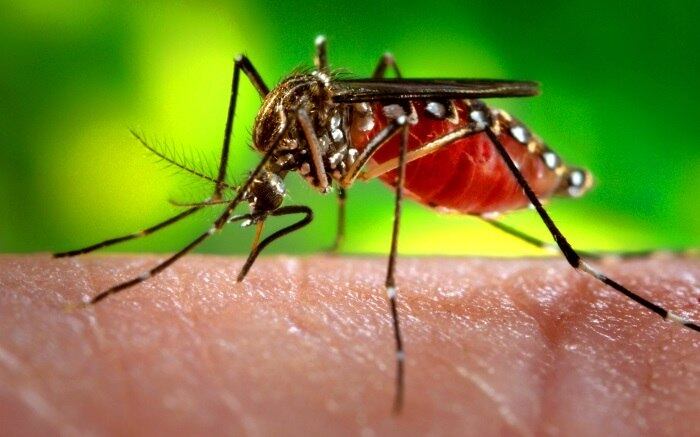 Cientistas ressaltam a importância de medidas preventivas para evitar a reurbanização da febre amarela, transmitida por Aedes aegypti e Aedes albopictus