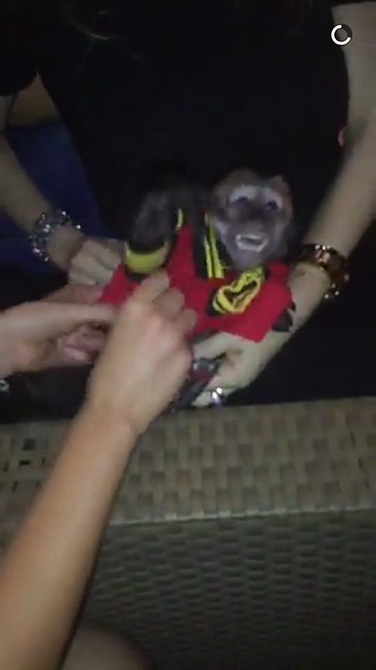 Na foto, o macaquinho aparece fazendo graça 