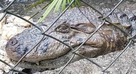 Jacaré foi encontrado em sítio de narcotraficante em 2020