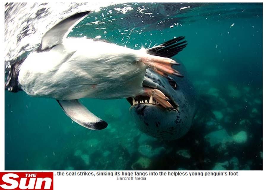 Ao tabloide britânico The Sun, o fotógrafo Nachoum, de 63 anos, disse que o pequeno pinguim
tinha entrado na água para brincar