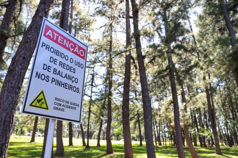 Cerca de 1600 pinheiros serão substituídos