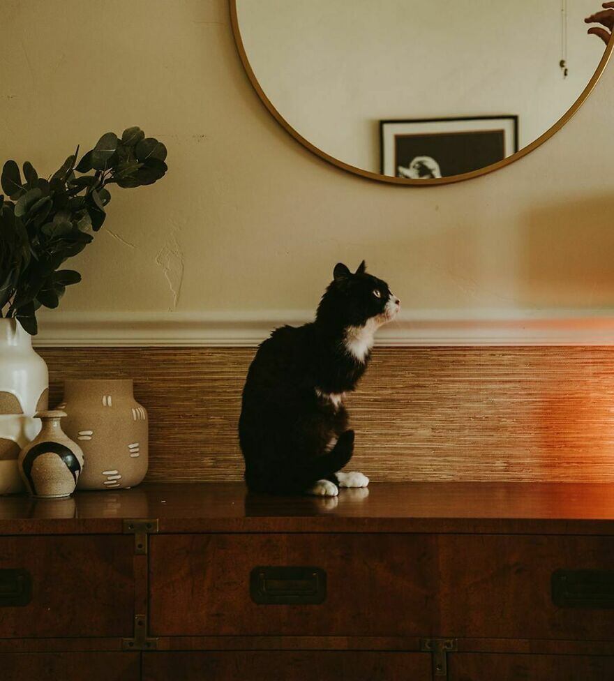 Logo após a adoção ela criou uma conta nas redes para postar conteúdos do gatinho em um perfil que possui quase 2mil seguidores

Veja também: Abrigo procura lar para 'o maior cachorro de todos os tempos'