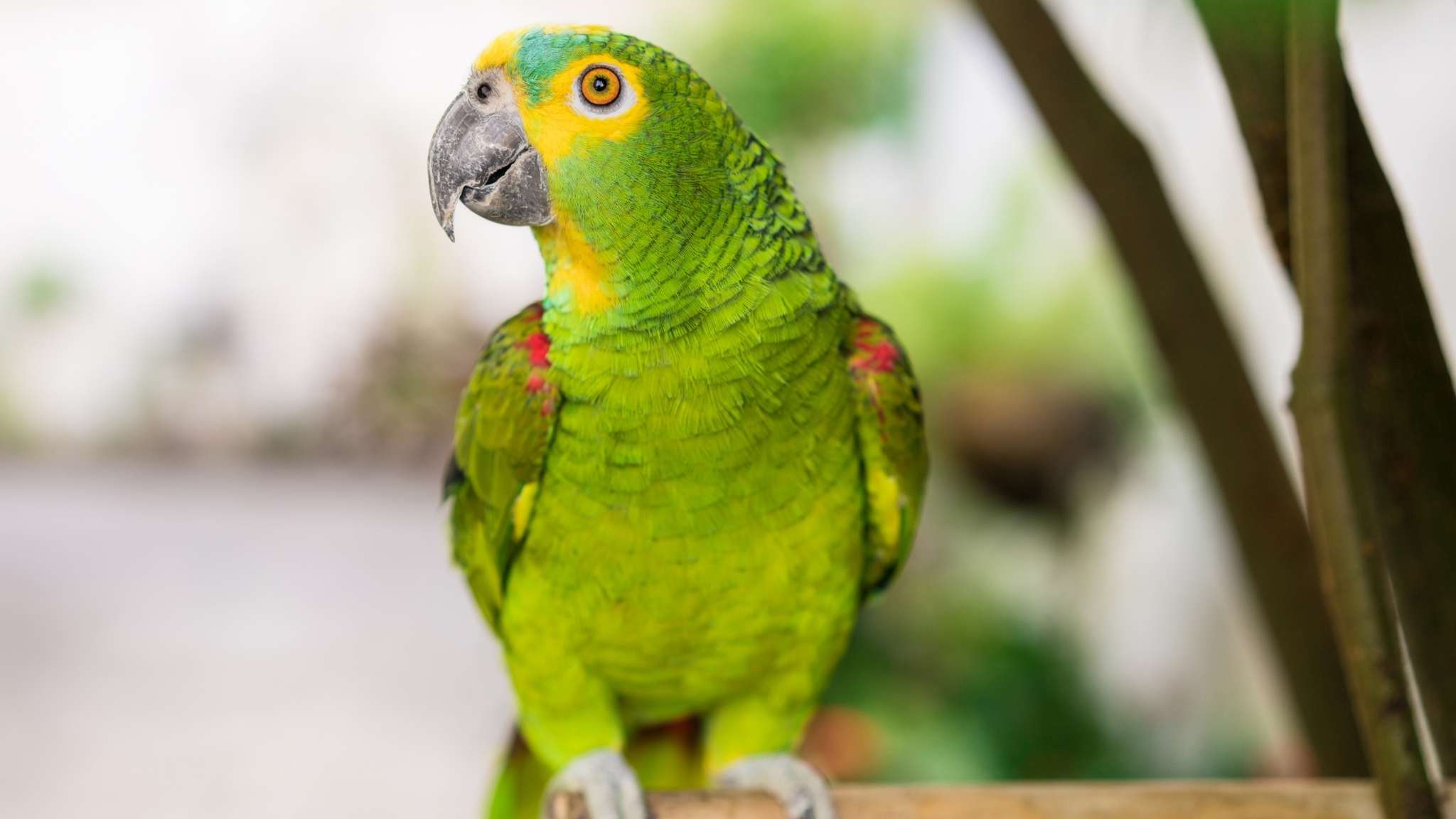 Papagaios usam sons exclusivos como  nomes  para identificar cada filhote – Noticias R7