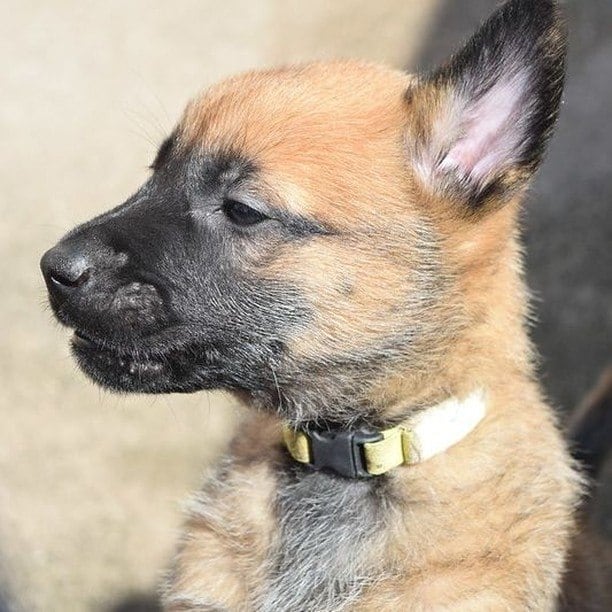 Quando completarem um ano, os cãezinhos terão uma rotina muito agitada: estarão nas ruas para os serviços operacionais, ajudarão na cinoterapia - que é o emprego de animais em sessões terapêuticas - e farão apresentações de showdog, com o objetivo de interagir com a população. Todo o processo é cuidadosamente planejado para que o canil tenha os melhores cães em seu efetivo