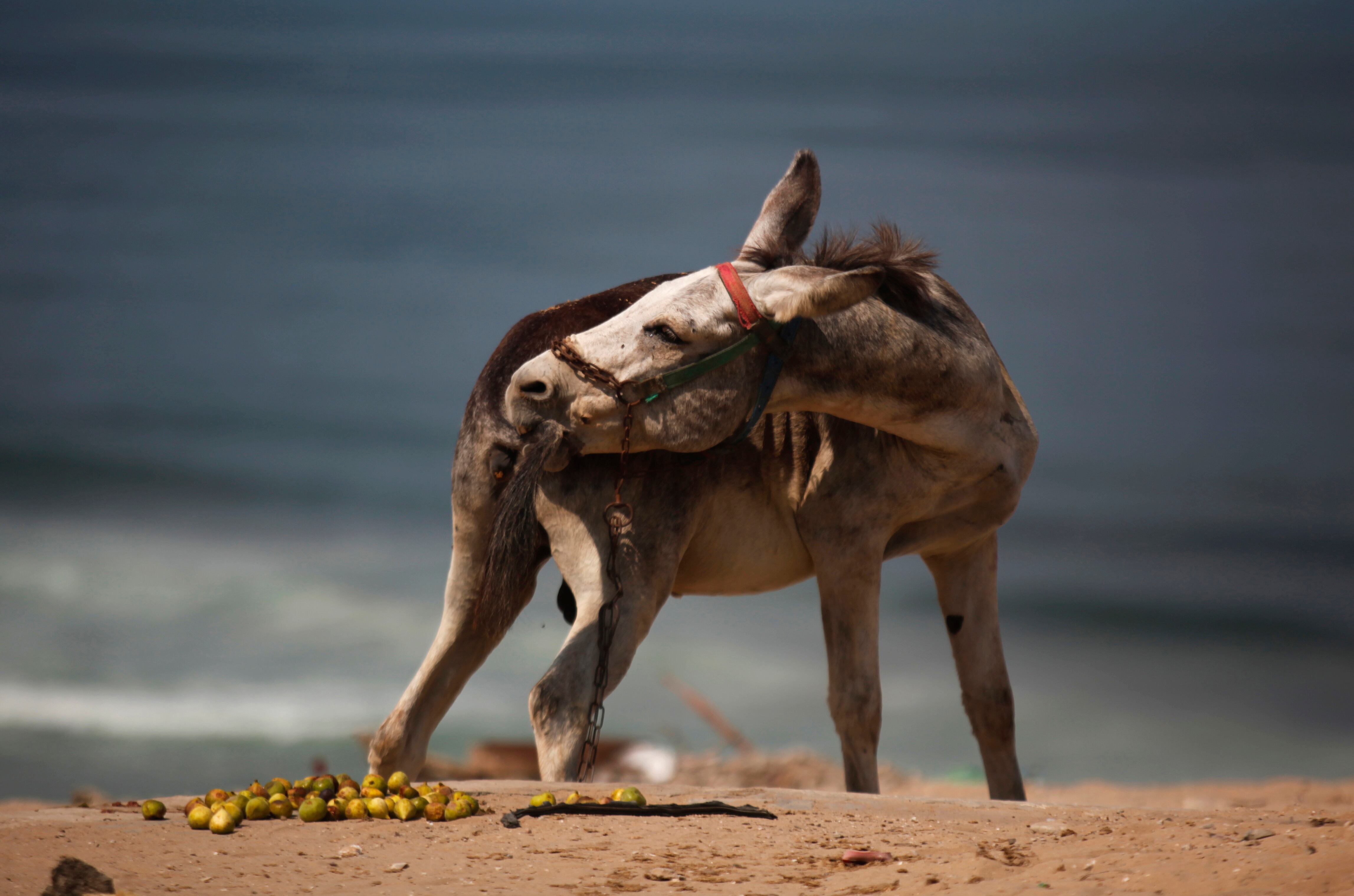 burro, Gaza