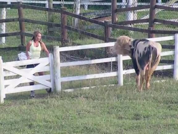 O búfalo acordou empolgado. Encurralou Cris Mortágua que só saiu de lá com a ajuda de Lorena

+ Aplicativo
A Fazenda permite interatividade em tempo real. Fique por dentro da
novidade. Veja mais!