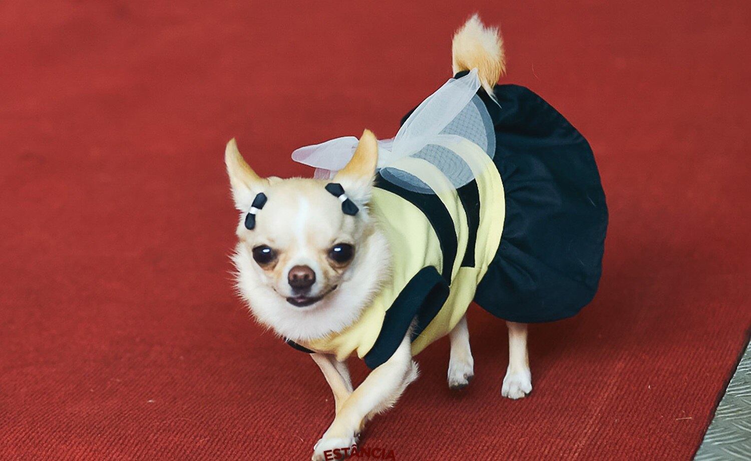 Foco na carinha sorridente e na saia azul-marinho desta fofura