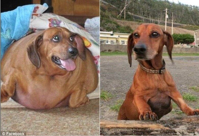 Com 23 kg acima do peso ideal, Obie não tinha a vida como a de um cachorro qualquer. Mas ele entrou na dieta e passou para cirurgias para entrar em forma