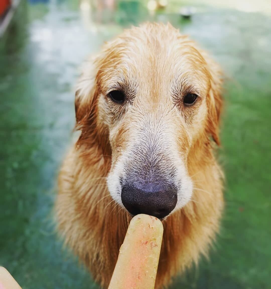 E saiba que os peludos são exigentes, até escolhem o cardápio. "A melancia é uma das favoritas. Depois vem banana, maçã e melão. Para cães que seguem restrições alimentares, oferecemos um picolé de água de coco"

Veja também: Artista faz montagens com cachorro para recriar pinturas famosas