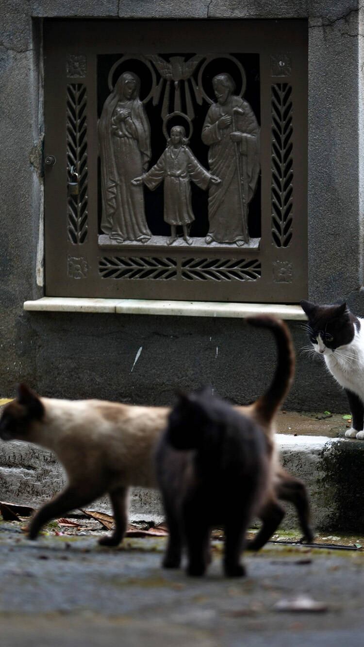 Punição é a mais severa do País por maus-tratos