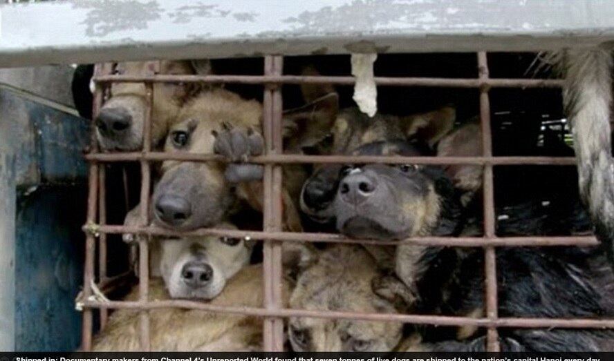 A indústria de carne de cachorro ganha cada vez mais espaço
no Vietnã. Retiradas das ruas e até mesmo roubadas, centenas de cães são
confinados em gaiolas, esperando a morte cruel. 



De acordo com ativistas contrários à prática, pelo menos sete toneladas de cães
são transportadas todos os dias até Hanói, a capital vietnamita
