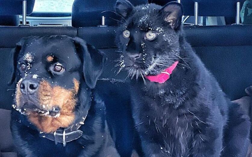 "Os funcionários do zoológico não perceberam imediatamente que a pantera foi expulsa para fora do ninho, e isso teve consequências desfavoráveis", conta a influenciadora russa que a resgatou