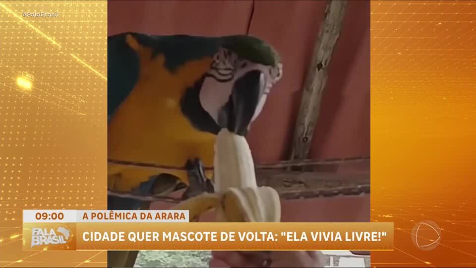 Arara-canindé levada pelo Ibama mobiliza Moeda (MG)