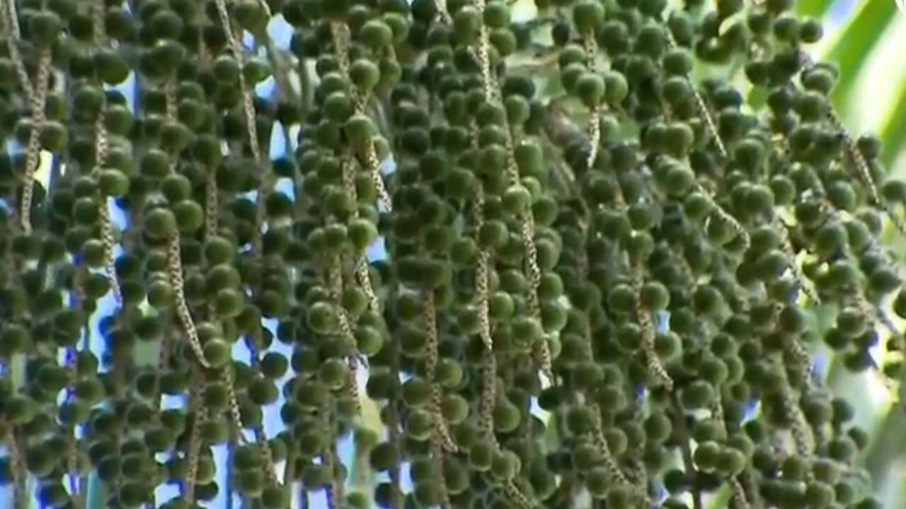 Compra de alimentos perecíveis pelo governo é positiva para os pequenos produtores; entenda