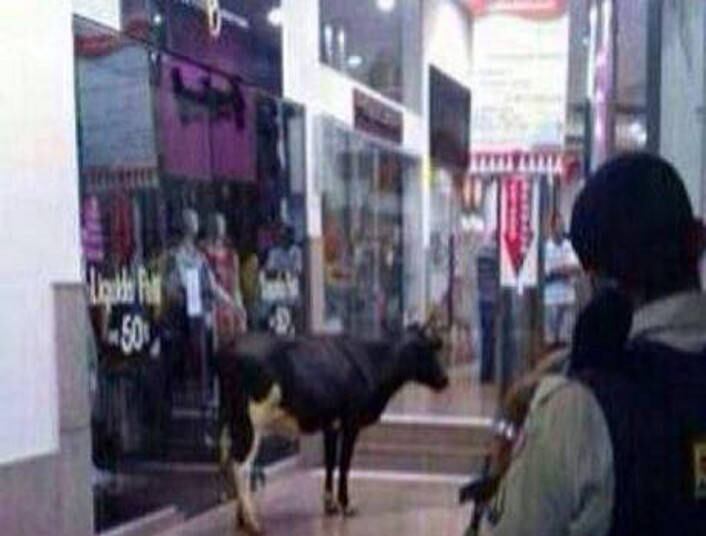 Quem fazia compras no Shopping Paragem, no bairro Buritis, na região oeste da capital mineira, se surpreendeu com uma visita inusitada. Uma vaca entrou no centro de compras e assustou os clientes. A imagem, postada no Facebook, gerou diversas piadas. Um dos internautas aproveitou para ironizar o tamanho da cidade: "só mais uma prova de que BH é uma roça"