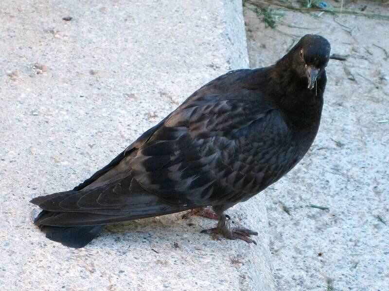 Pombos eram cozinhados e vendidos a buffets