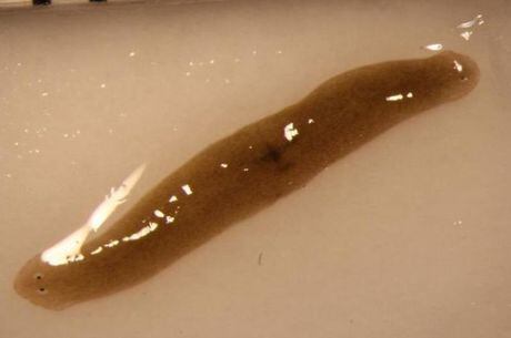 A cabeça regenerada está na parte de cima da foto. Olhando bem, dá pra ver os olhinhos