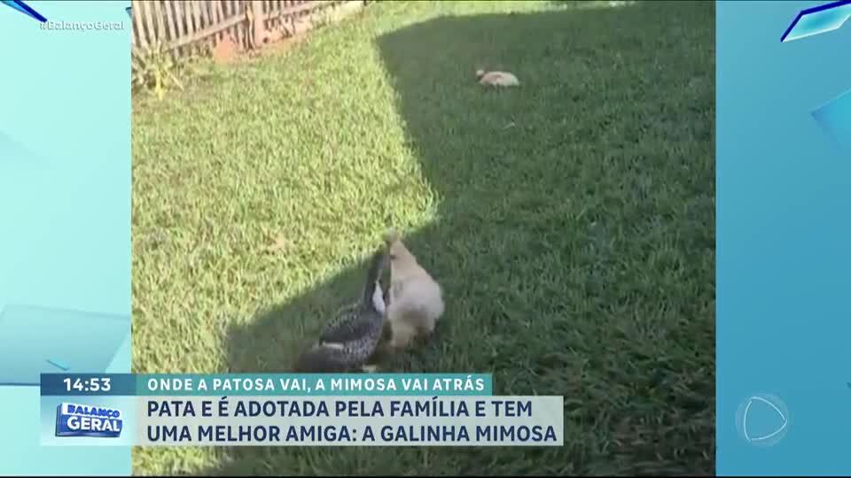 Pata e galinha são adotadas pela mesma família e viram amigas inseparáveis em Bauru (SP)