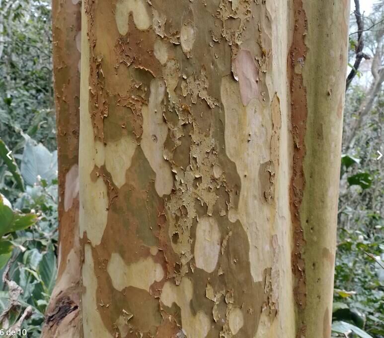 Seu caule tem troncos descamantes que soltam placas finas que esfarelam quando a pessoa toca.