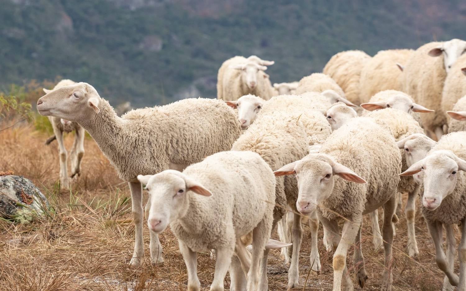 Pastorear significa "guiar, conduzir, cuidar"