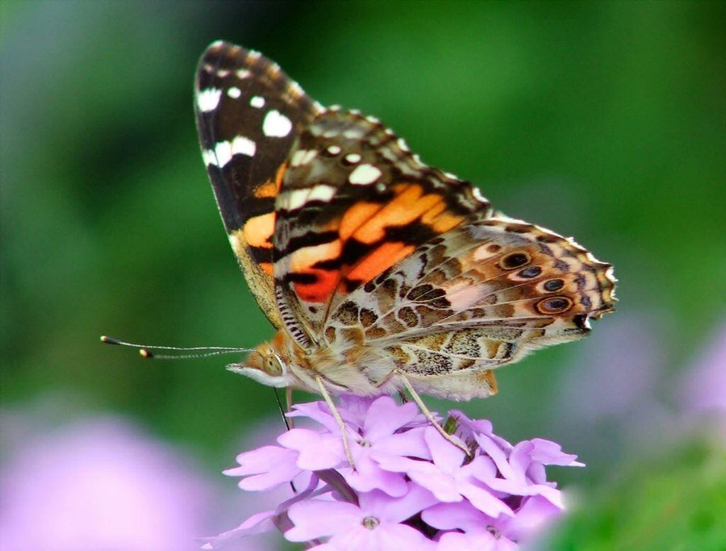 As borboletas sentem o gosto das coisas através das patas, e não da língua! Interessante, não?