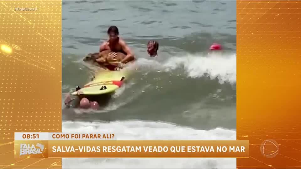 Salva-vidas resgatam veado em situação inusitada na Flórida; veja vídeo